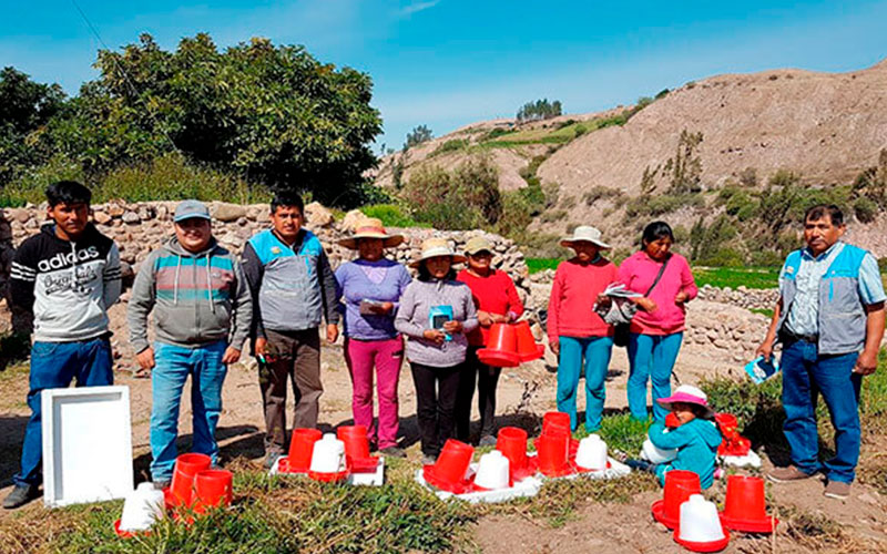 Estandarización y certificación del manejo productivo del cuy en el distrito de Torata (2019-2021)