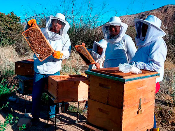 Proyecto “Desarrollo de un modelo sostenible de producción de palta basado en el manejo efectivo del agua y el uso de abejas polinizadoras en la provincia General Sánchez Cerro en Moquegua” 2023 – 2026
