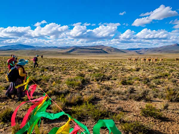 Proyecto Conservación, Aprovechamiento y Manejo Sostenible de la Vicuña